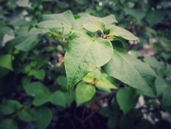 Close-up of green leaves