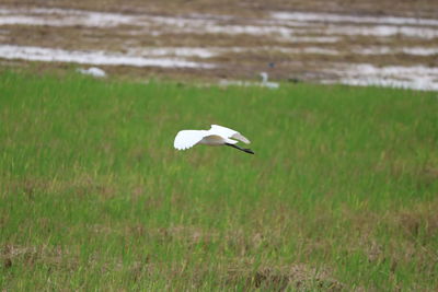 Bird flying over a field
