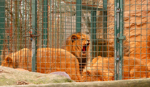 Monkey in cage at zoo