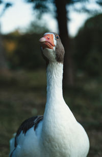 Close-up of a bird on field