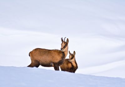 Deer on snow covered field against sky