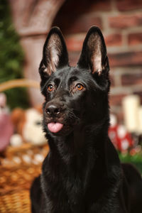 Close-up portrait of black dog