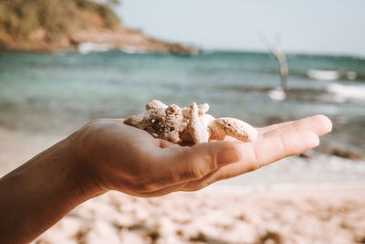 Cropped image of person holding sea shells while standing on beach against sea