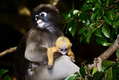 Dusky leaf-monkey, dusky langur in thailand