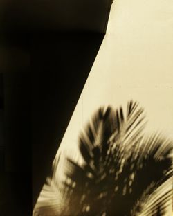 Close-up of palm tree against building