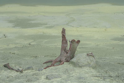 Driftwood on sand in desert