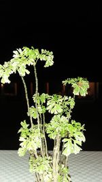 Close-up of potted plant