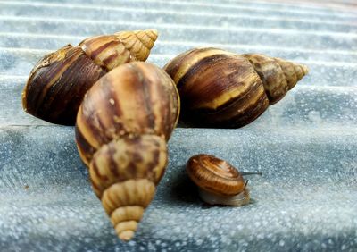 Close-up of snail on table