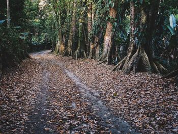 Dirt road passing through forest