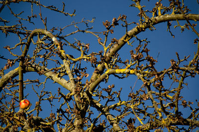 Low angle view of tree against clear blue sky