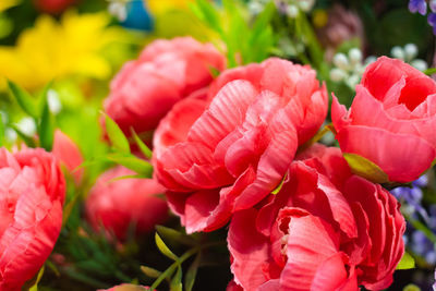Close-up of red rose flowers in garden