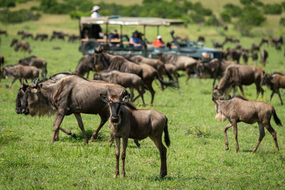 Blue wildebeest stands watching camera near truck