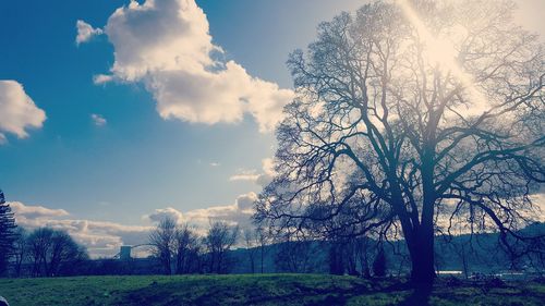 Trees against sky