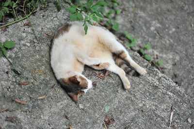 High angle view of cat