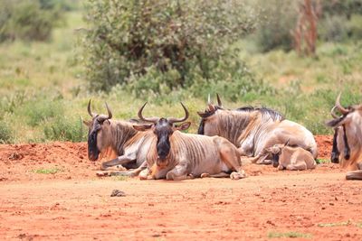 A group of gnus in tsavo west nationalpark, kenya, africa