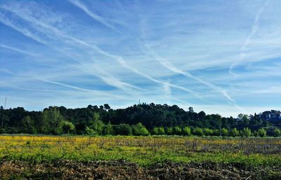 Scenic view of field against blue sky