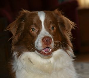 Close-up portrait of dog