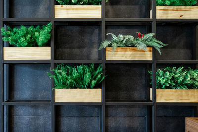 Potted plants on window sill