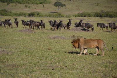 Horses walking in a field