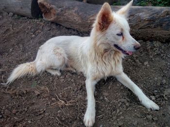 Close-up of white dog