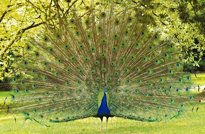 Close-up of peacock