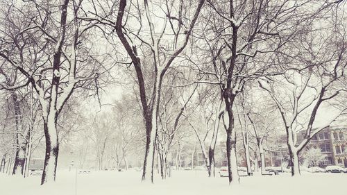 Bare trees on snow covered landscape