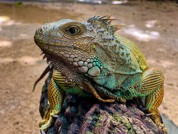 Close-up of iguana