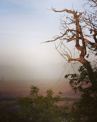 Tree on landscape against sky