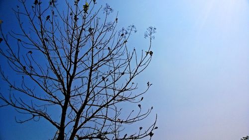 Low angle view of bare tree against clear blue sky