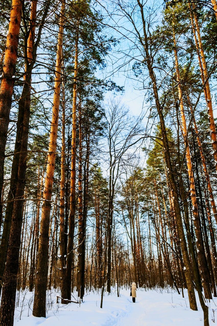 tree, snow, winter, tranquility, cold temperature, tranquil scene, tree trunk, season, beauty in nature, nature, forest, woodland, scenics, growth, low angle view, branch, landscape, non-urban scene, weather, sky