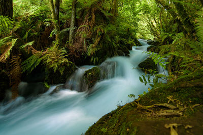 Scenic view of waterfall in forest