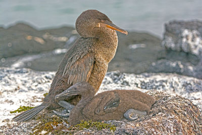 Bird perching on rock by lake