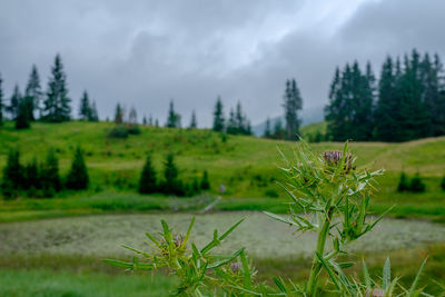 Close-up of plants growing on field against sky