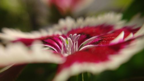 Close-up of red flower