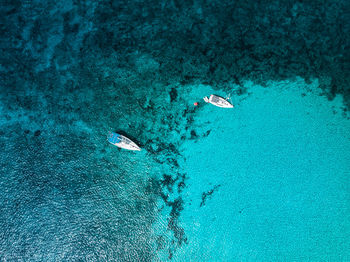 Fish swimming in sea