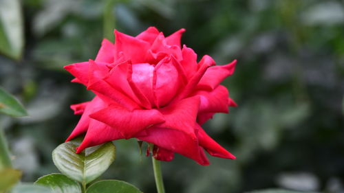 Close-up of red rose