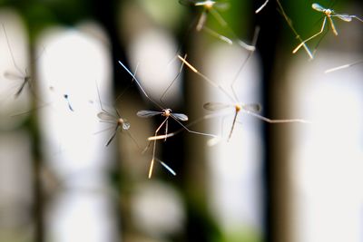 Close-up of spider