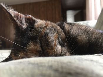 Close-up of cat sleeping