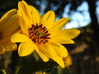 Close-up of yellow flower