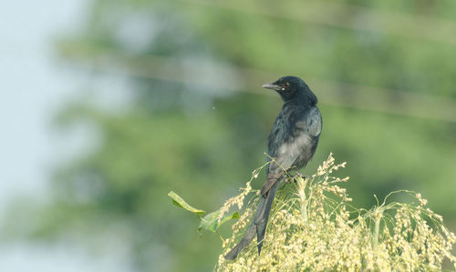 Close-up of bird perching on a branch