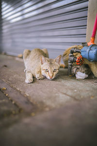 Low section of person by cat on floor