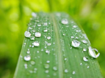 Close-up of raindrops on green leaves during rainy season
