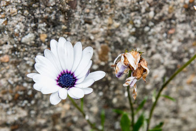 High angle view of white osteospermum blooming on field