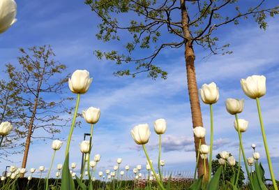 Low angle view of flowering plants on field against sky