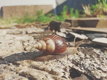 Close-up of snail on wood