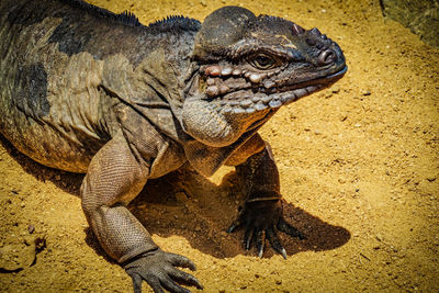 Close-up of iguana