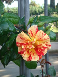 Close-up of flower blooming on tree