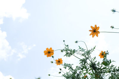 Low angle view of flowering plant against sky
