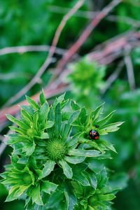 Close-up of ladybug on leaf