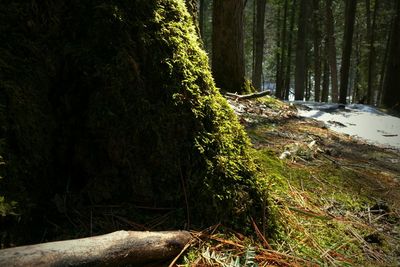 Trees in forest